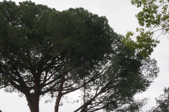 View from a Park Bench